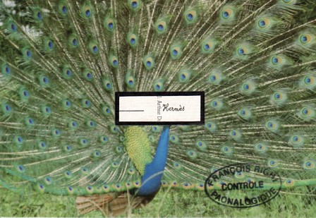 96. Peacock in all splendour, by Survival Anglia